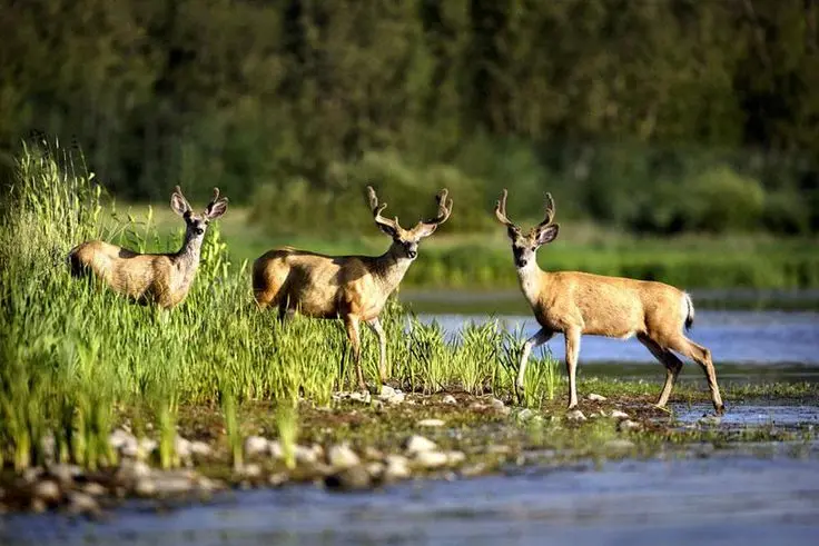 Wildlife and Natural Landscape Preservation